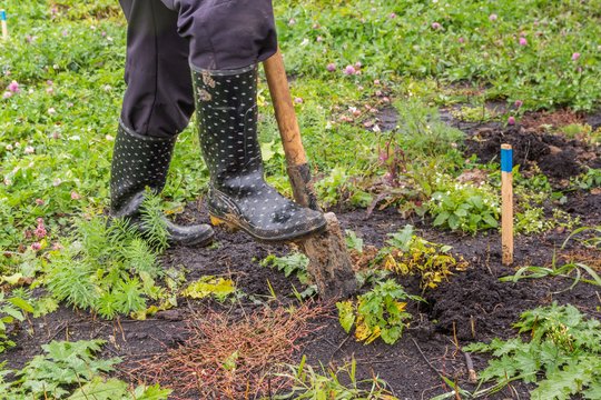 Šie augalai rudenį prigyja keliskart geriau: nedarykite klaidos – nelaukite pavasario