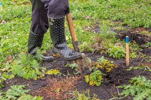 Šie augalai rudenį prigyja keliskart geriau: nedarykite klaidos – nelaukite pavasario