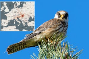 Lietuvoje vėl aptiktas Vengrijoje žieduotas raudonkojis sakalas