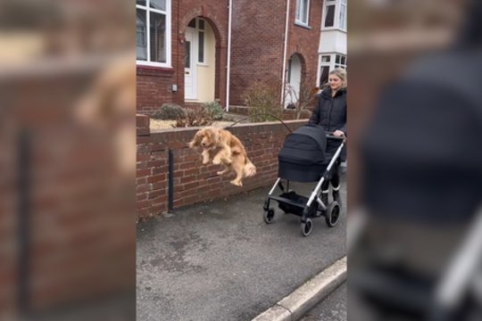 Kiekvienas žingsnis – naujas šuolis: keturkojis primins visai kitą gyvūną