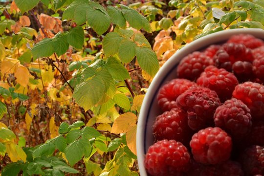 Lapkritį padėkite tai po aviečių krūmais – vasarą šakos lūš nuo uogų