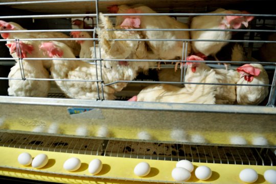 NVSC: dėl Kretingos rajone kilusio paukščių gripo protrūkio žmonės neužsikrėtė