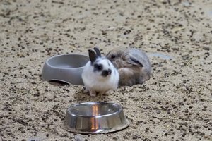 Šveicarijoje – pirmasis toks „gyvybės langelis“: „Mes gyvūnams bent jau suteikiame šansą“