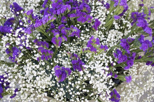 Pasėkite lapkričio mėnesį: priežiūros jokios nereikia, o žydi kone pusmetį 