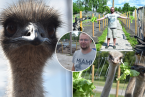 Latvis ėmėsi neįprastų paukščių auginimo: už kilogramą mėsos gauna 45 eurus