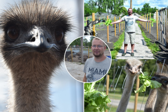 Latvis ėmėsi neįprastų paukščių auginimo: už kilogramą mėsos gauna 45 eurus