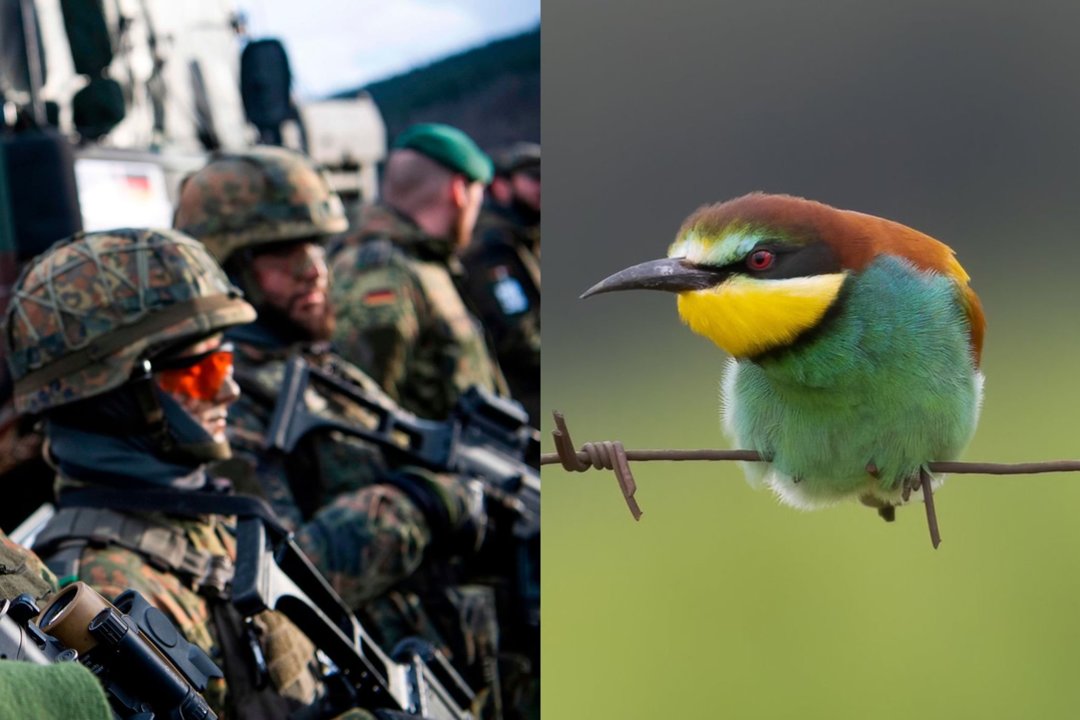 NATO rado atsakymą rusų dronams: sistemą pavadino įkvėpti lietuviškosios papūgos