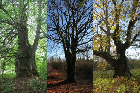Žemaitijos nacionaliniame parke – nauji gamtos paveldo objektai: sąrašą papildė trys senoliai