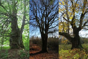 Žemaitijos nacionaliniame parke – nauji gamtos paveldo objektai: sąrašą papildė trys senoliai