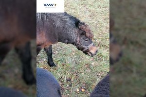 Lazdijų r. ūkyje – kraupus tarnybos radinys: kantaras įaugo į ponį