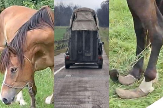 Teismas nusprendė – arkliai pas šeimininką negrįš: gyvūnai buvo apakę, deformuotomis kanopomis