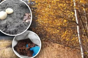 Beržo lapai darže daro stebuklus: turite jų – neišmeskite