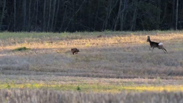 Išlikimo lenktynės: ilgasnapei per plauką pavyko pasprukti nuo stirnos