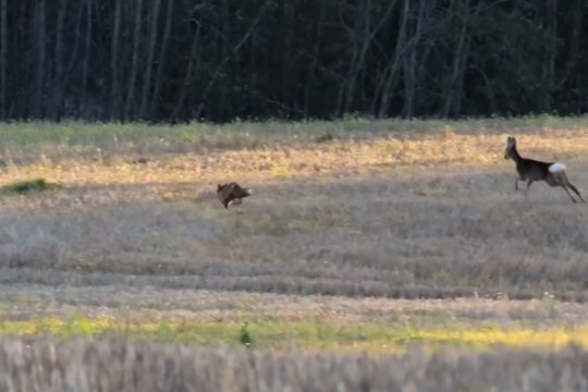 Išlikimo lenktynės: ilgasnapei per plauką pavyko pasprukti nuo stirnos