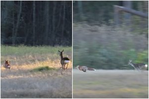 Neįtikėtinas vaizdas Lietuvos miškuose: prajuokintų ne vieną
