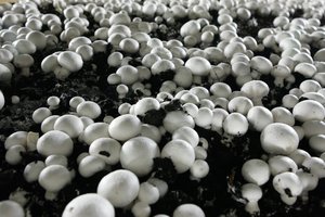 Valstybinė darbo inspekcija nustatė pažeidimų „Baltic Champs“ padalinyje