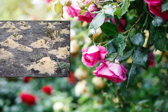 Paskutinė proga tinkamai paruošti rožes žiemai – latvė įspėja nedaryti klaidos, dėl kurios pavasarį jos nebeatsigauna