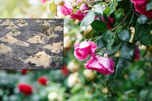 Paskutinė proga tinkamai paruošti rožes žiemai – latvė įspėja nedaryti klaidos, dėl kurios pavasarį jos nebeatsigauna