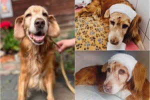 Po siaubingų išbandymų – dar vienas smūgis: žiauriai kankintas šunelis Gausas vėl kovoja dėl savo gyvybės