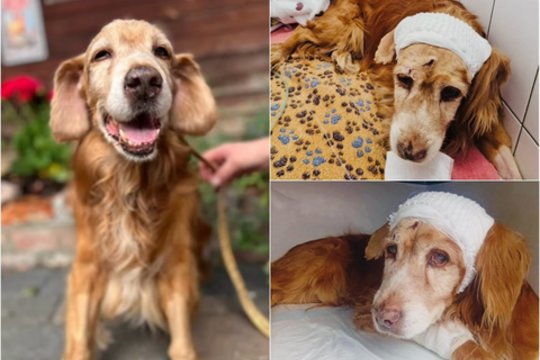 Po siaubingų išbandymų – dar vienas smūgis: žiauriai kankintas šunelis Gausas vėl kovoja dėl savo gyvybės