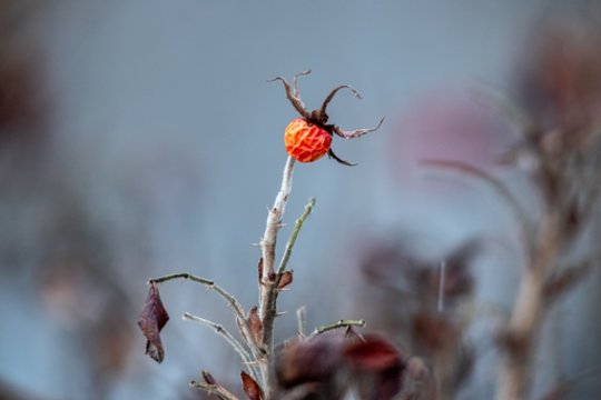 Vardų reikšmės: gruodžio 8–14 d. varduvininkai