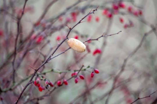 Vardų reikšmės: gruodžio 22–28 d. varduvininkai