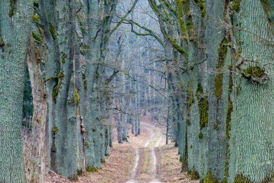 Vardų reikšmės: gruodžio 29 – sausio 4 d. varduvininkai