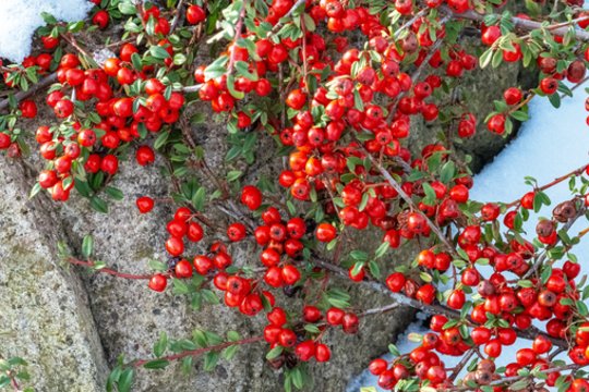 Vardų reikšmės: sausio 26 – vasario 1 d. varduvininkai