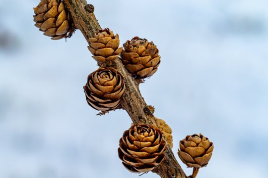 Vardų reikšmės: vasario 2–8 d. varduvininkai