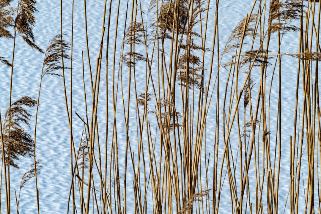 Vardų reikšmės: vasario 9–15 d. varduvininkai