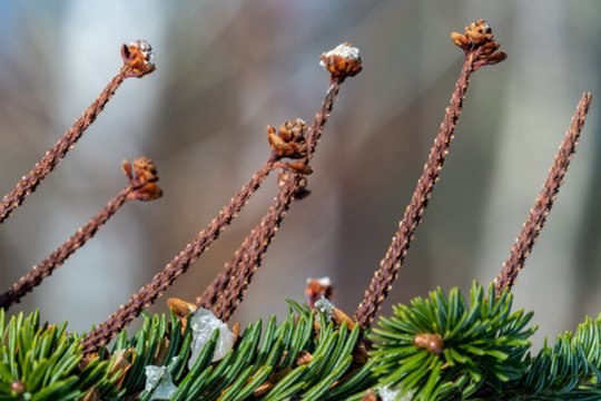Vardų reikšmės: vasario 23 – kovo 1 d. varduvininkai