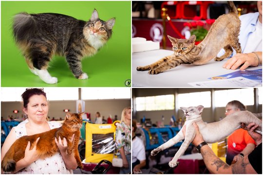 Raudondvaryje – rečiausios pasaulio katės: tarp jų – įspūdingo grožio pasaulio čempionas