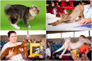 Raudondvaryje – rečiausios pasaulio katės: tarp jų – įspūdingo grožio pasaulio čempionas