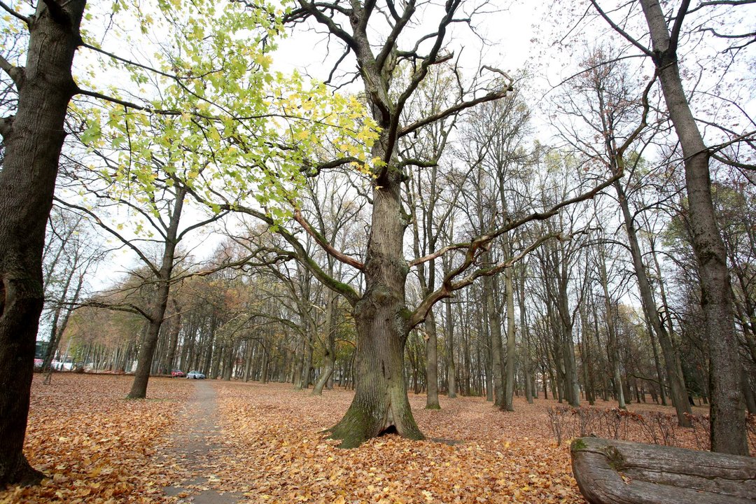 Krentančius medžius pamatę kauniečiai išsigando: viena aplinkybė sukėlė įtarimų