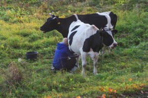 Kodėl krenta pieno kaina Europoje ir ar tai pasieks Lietuvą?