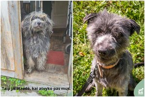 Kraupios būklės į prieglaudą patekęs šunelis po kardinalių pokyčių ieško namų