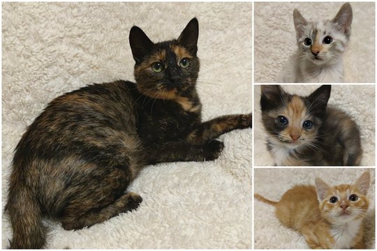 Laukuose rasta katė su kačiukais trokšta namų ir žmonių meilės