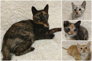 Laukuose rasta katė su kačiukais trokšta namų ir žmonių meilės