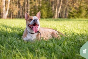 Po šeimininkės mirties šunė liko be namų: prašo dovanoti dar vieną šansą