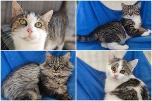 4 širdeles sugrūdo į dėžę ir išmetė prie prieglaudos vartų: siaubą išgyvenę katinėliai ieško gerų namų