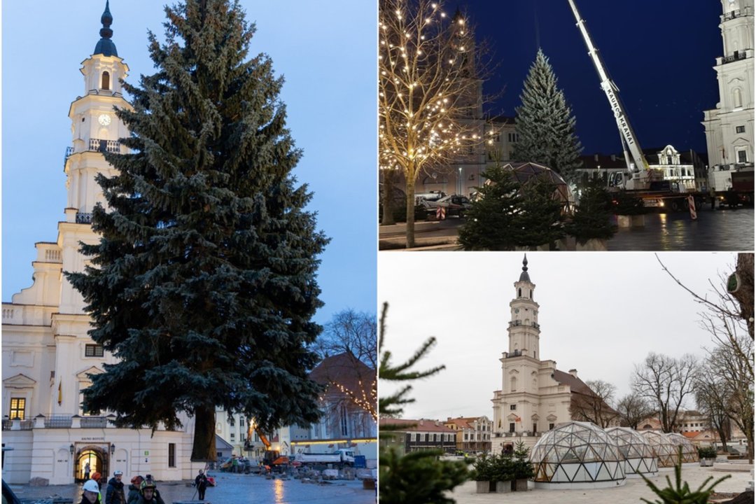 Pasigrožėkite: žadą atimanti Kauno Kalėdų eglutė jau pasiekė Rotušės aikštę
