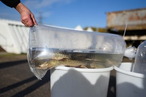 Šeši Kretingos rajono tvenkiniai įžuvinti lydekomis