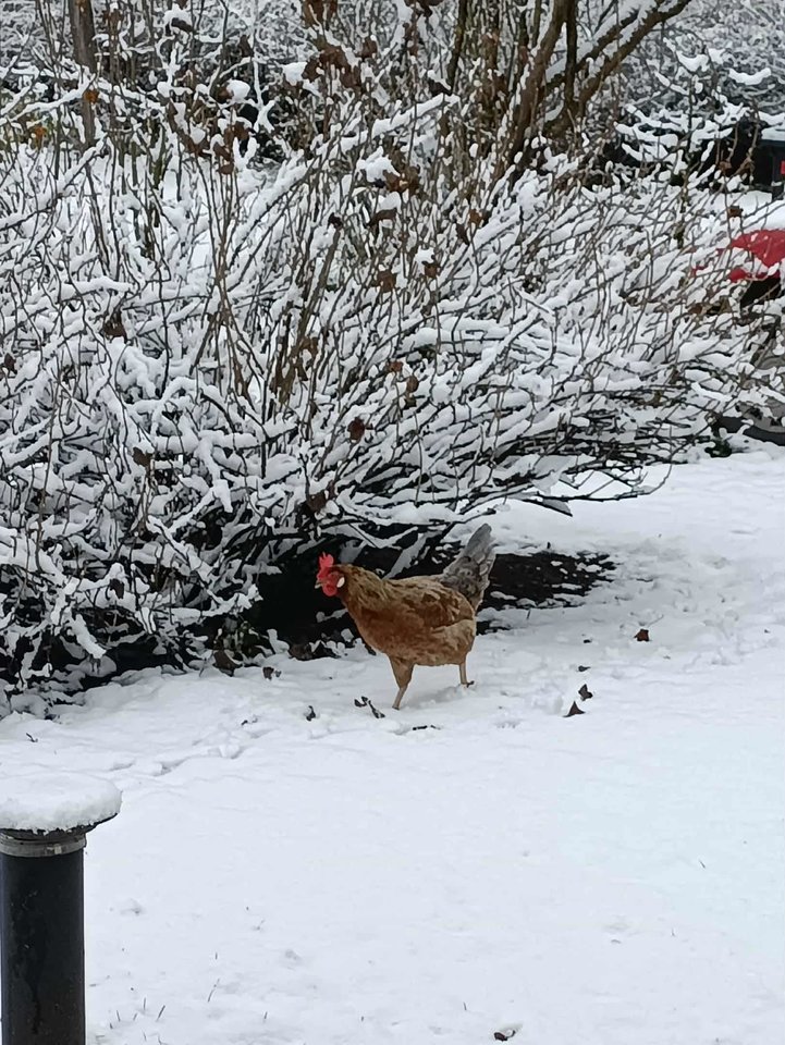 Biržų r., Kvetkai. <br>I.Mikšienės nuotr.