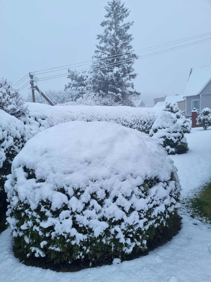 Skaudvilė.<br>D.Liekienės nuotr.