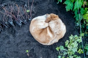 Kėdainių rajone – skubi gelbėtojų operacija: rastas į gilią duobę įkritęs šuo