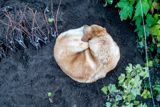 Kėdainių rajone – skubi gelbėtojų operacija: rastas į gilią duobę įkritęs šuo
