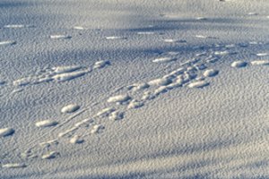 „Žinovų klubo“ testas. Ar atsakysite teisingai į 10 klausimų apie sniegą?