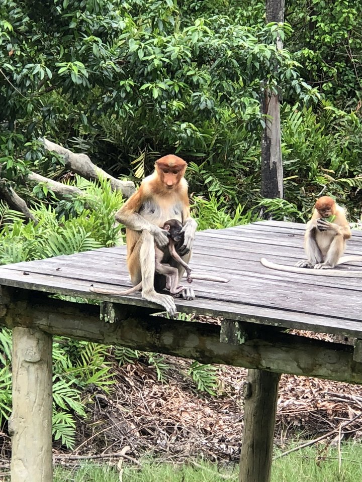 Malaizija. <br>Asm. archyvo nuotr.