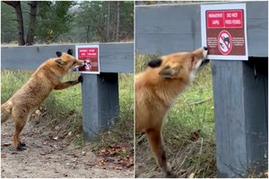 Lapė aiškiai parodė, ką galvoja apie specialistų prašymus: Kuršių nerijos parko specialistai dalinasi šmaikščiu vaizdeliu