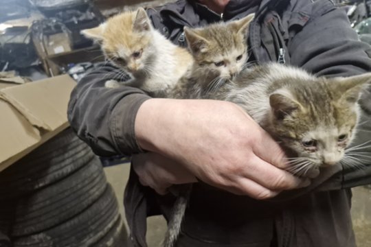 Pavojingoje vietoje prie garažų išmesti 3 jaukūs kačiukai – siaubingos būklės ir šaukiasi pagalbos